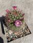 Preview: Mammillaria backebergiana
